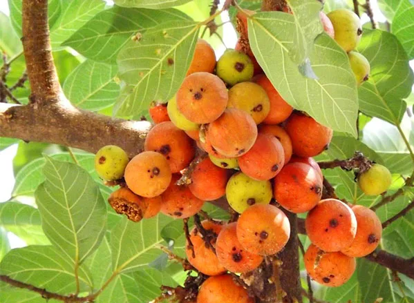 10 loại cây nên trồng trước nhà
