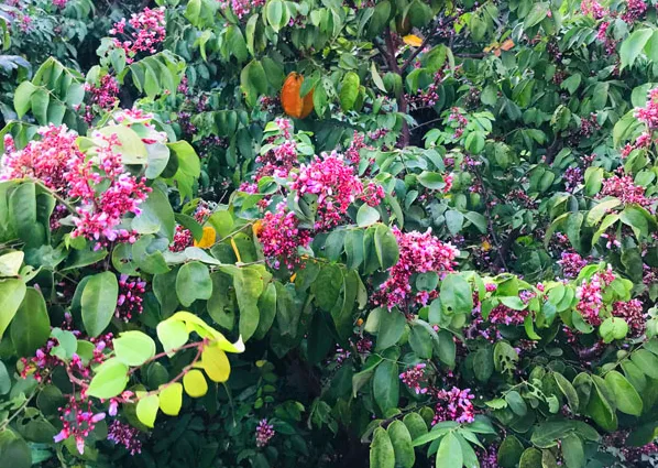 10 loại cây nên trồng trước nhà