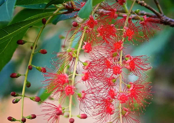 10 loại cây nên trồng trước nhà