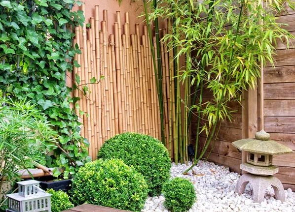 10 loại cây nên trồng trước nhà