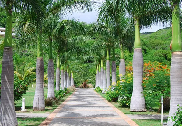 10 loại cây nên trồng trước nhà