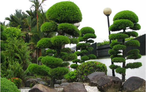 10 loại cây nên trồng trước nhà