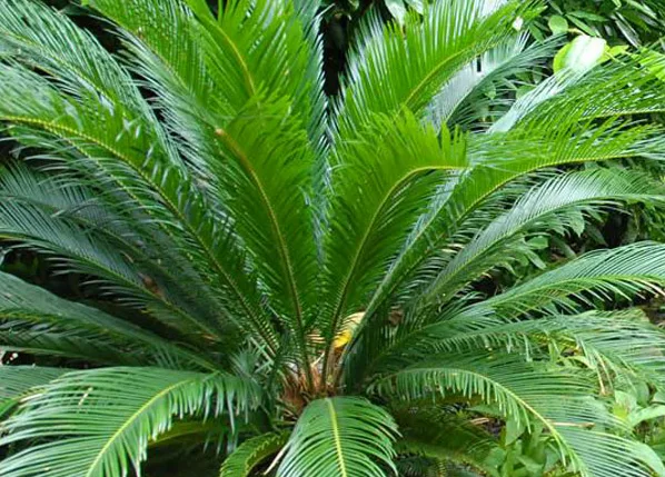 10 loại cây nên trồng trước nhà
