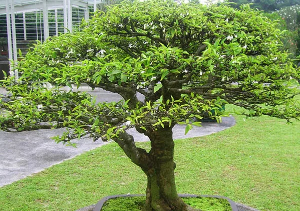 10 loại cây nên trồng trước nhà