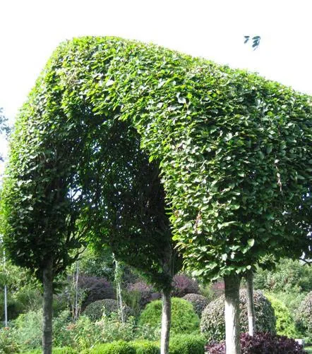 11 thiết kế chòi nghỉ đẹp cho sân vườn