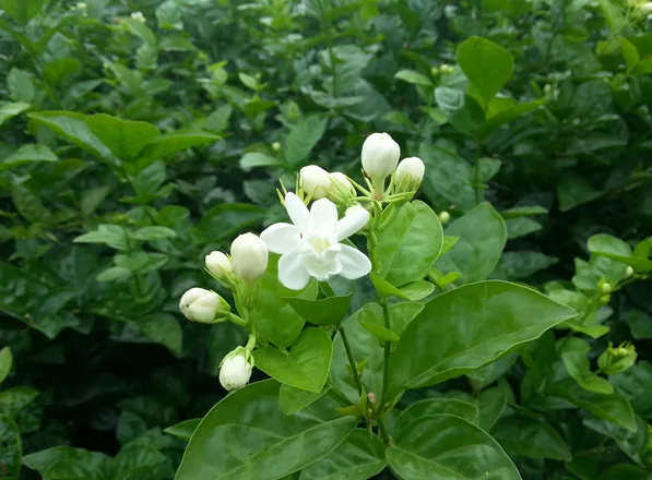 12 loại hoa thích hợp trồng trong sân vườn