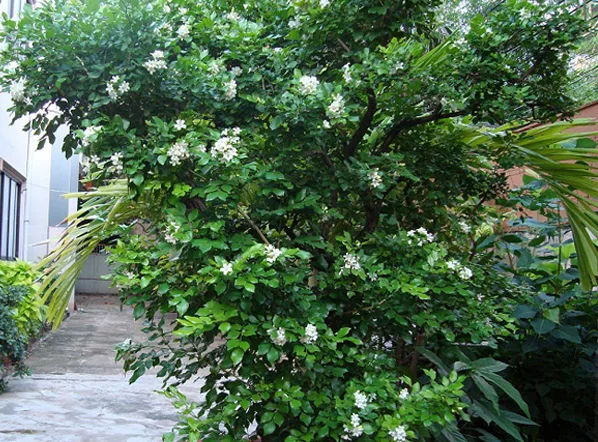 12 loại hoa thích hợp trồng trong sân vườn