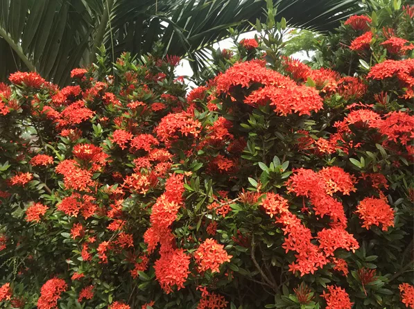 12 loại hoa thích hợp trồng trong sân vườn