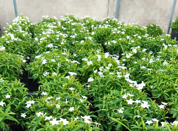 12 loại hoa thích hợp trồng trong sân vườn