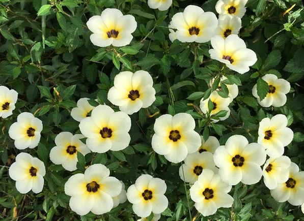12 loại hoa thích hợp trồng trong sân vườn