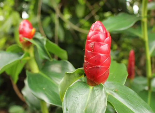 12 loại hoa thích hợp trồng trong sân vườn