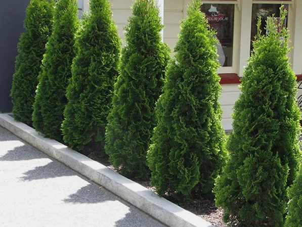 5 loại cây thích hợp làm hàng rào sân vườn