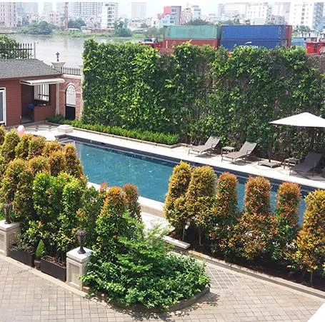 5 loại cây thích hợp làm hàng rào sân vườn