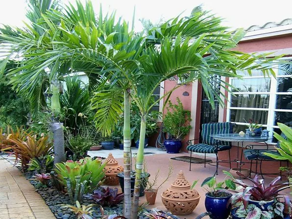 Bố trí sân vườn đẹp