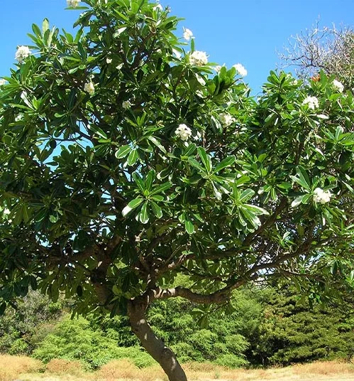 Các Loại Cây Cảnh Biệt Thự Được Trồng Nhiều Nhất