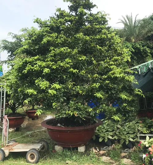 Các Loại Cây Cảnh Biệt Thự Được Trồng Nhiều Nhất