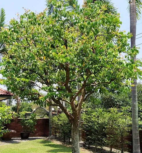 Các Loại Cây Cảnh Biệt Thự Được Trồng Nhiều Nhất