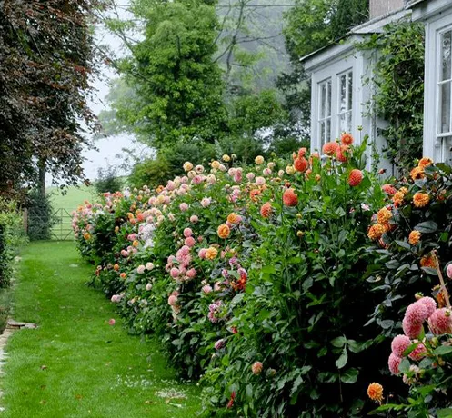 Cách trang trí vườn hoa