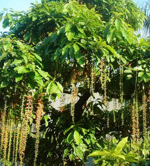 Cây trồng trong vườn biệt thự