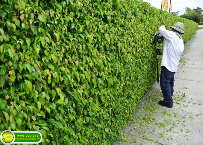 Chăm sóc cảnh quan khu biệt thự