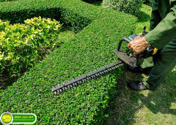 Chăm sóc cảnh quan khu biệt thự