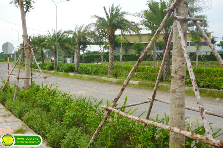 Chăm sóc cảnh quan khu dân cư