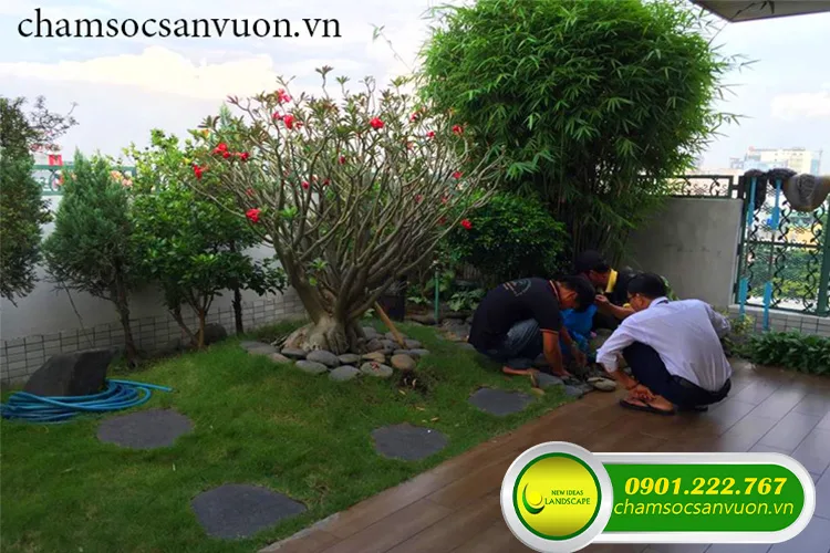 Dịch vụ chăm sóc cây xanh sân vườn uy tín chất lượng