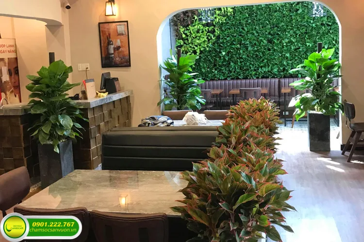 Dịch vụ chăm sóc sân vườn nhà hàng, khách sạn, quán café
