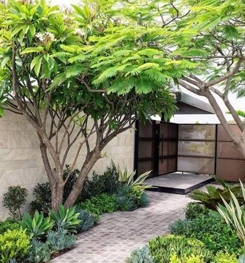 Dịch vụ thi công trồng cây trang trí sân vườn