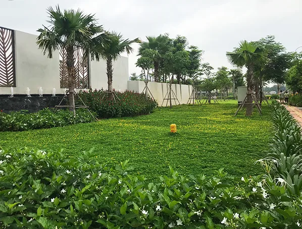 Dịch vụ trồng cây cảnh