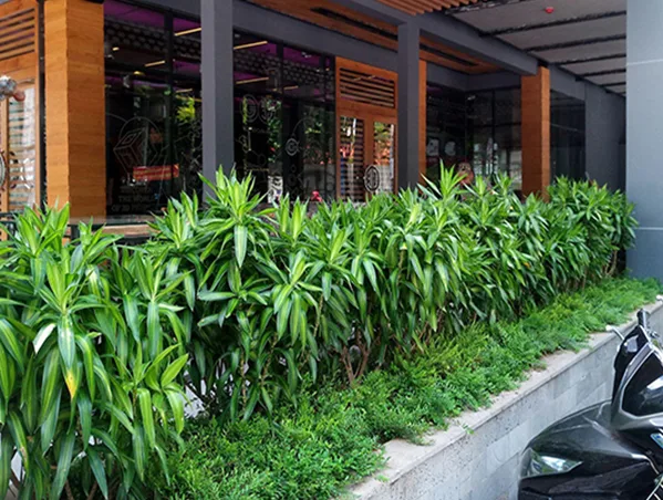 Dịch vụ trồng cây cảnh