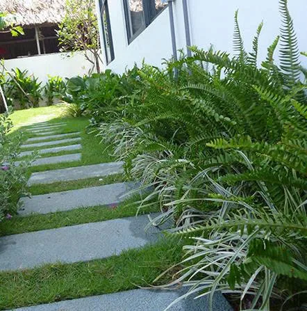 Dịch vụ trồng cây cảnh