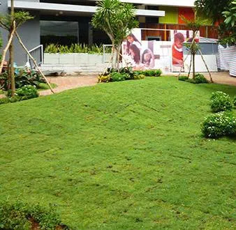 Đồi cỏ sân vườn đẹp