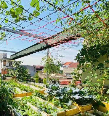 Hướng dẫn làm vườn rau trên sân thượng một cách hợp lí