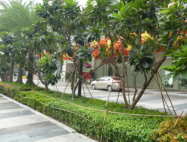 Kỹ thuật chống cây trong thi công sân vườn