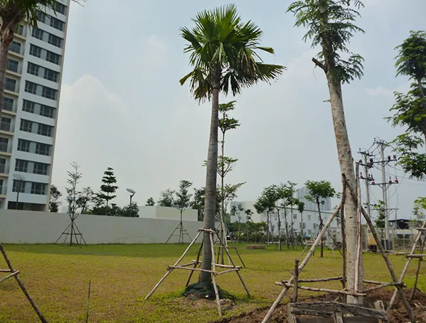 Kỹ thuật chống cây trong thi công sân vườn