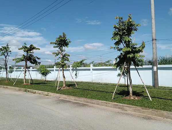 Kỹ thuật chống cây trong thi công sân vườn