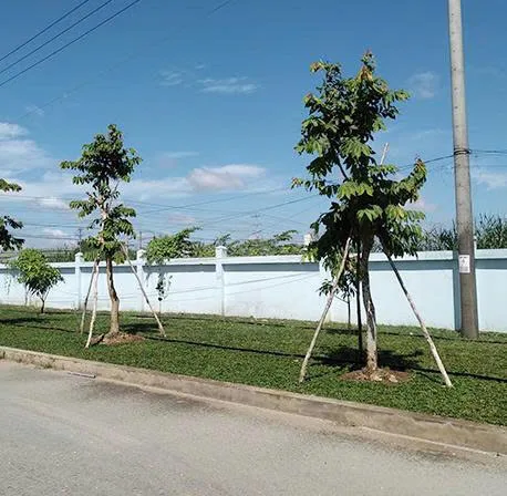 Kỹ thuật chống cây trong thi công sân vườn