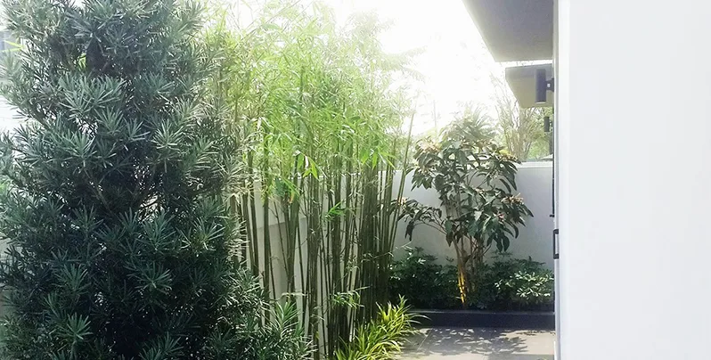 Mẫu vườn nhà đẹp