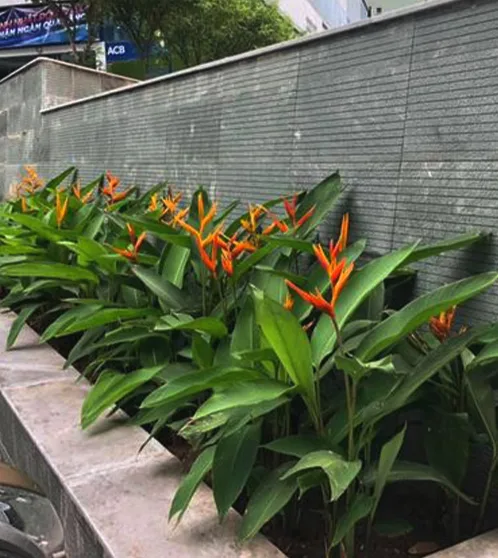 Một số loại cây sân vườn đẹp