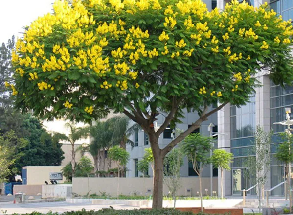 Nên trồng những loài cây bóng mát nào quanh sân vườn