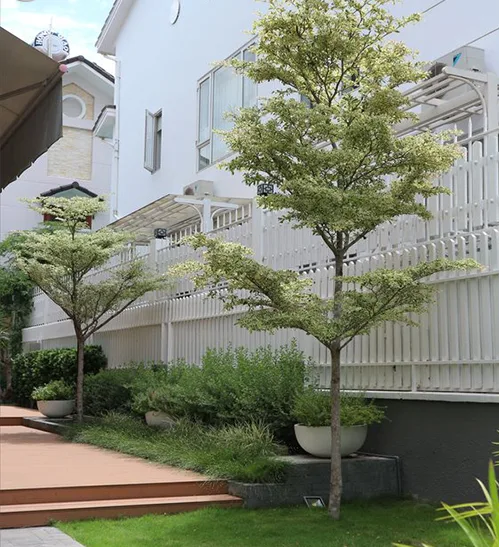 Nên trồng những loài cây bóng mát nào quanh sân vườn