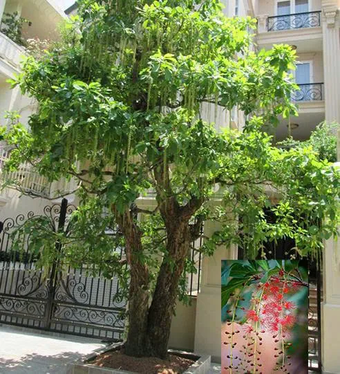 Nên trồng những loài cây bóng mát nào quanh sân vườn
