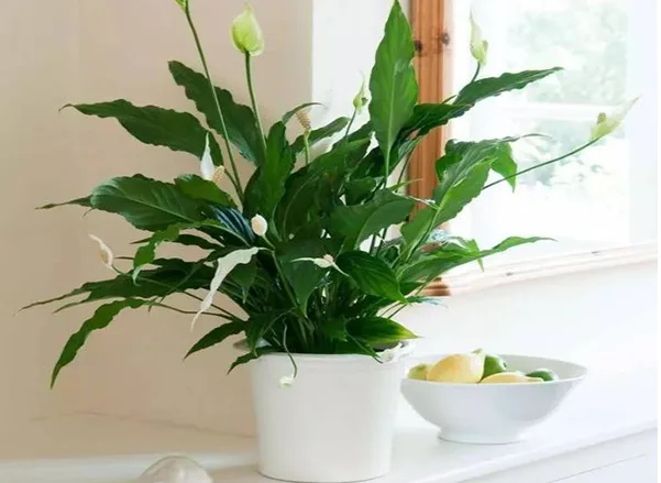 Những loại hoa trồng được trong bóng râm