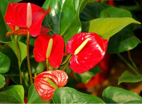 Những loại hoa trồng được trong bóng râm