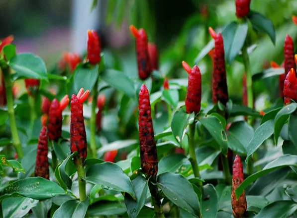 Những loại hoa trồng được trong bóng râm