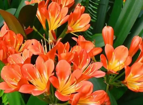 Những loại hoa trồng được trong bóng râm