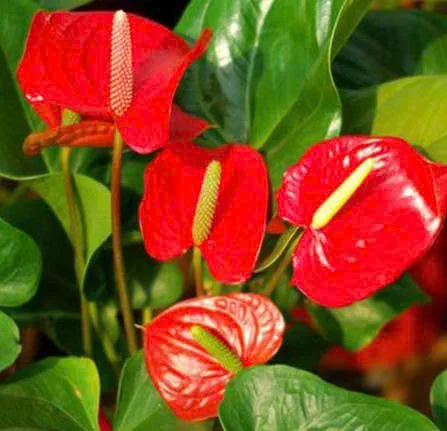 Những loại hoa trồng được trong bóng râm