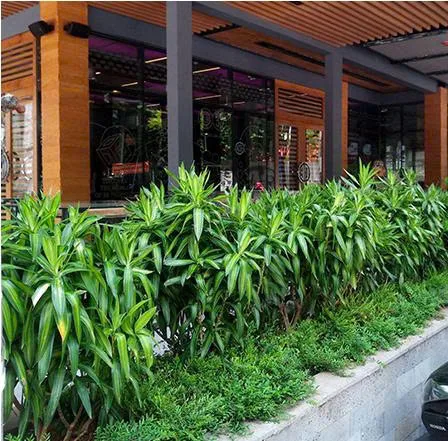 Quy trình thi công sân vườn café