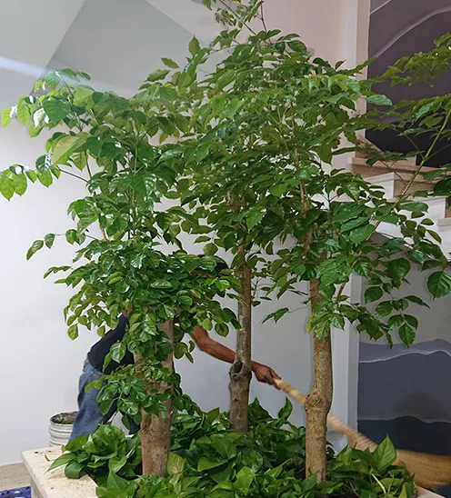Quy trình thi công sân vườn spa